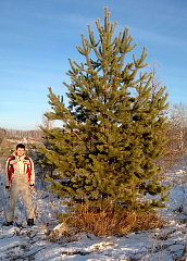Деревья (крупномер), сосна обыкновенная, ЭКСТРА класс, 480-520 см. купить в Красноярске